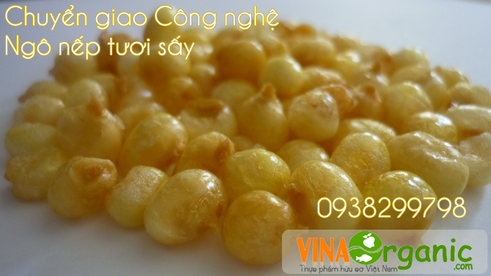 VinaOrganic chuyển giao công nghệ ngô nếp tươi sấy