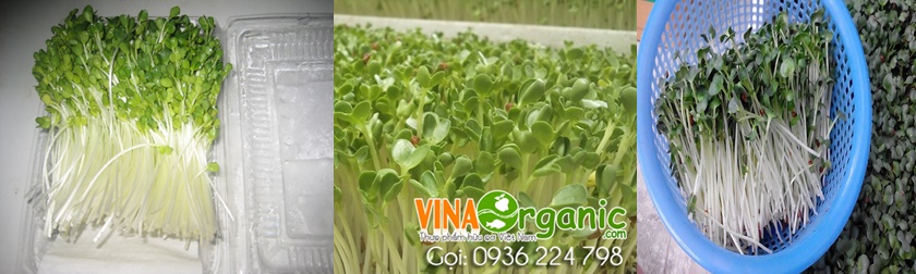 VinaOrganic hướng dẫn kỹ thuật trồng rau mầm chất lượng