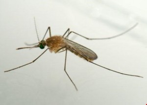 cach-lam-tinh-dau-sa-cuc-de-duoi-muoi-truyen-virus-zika