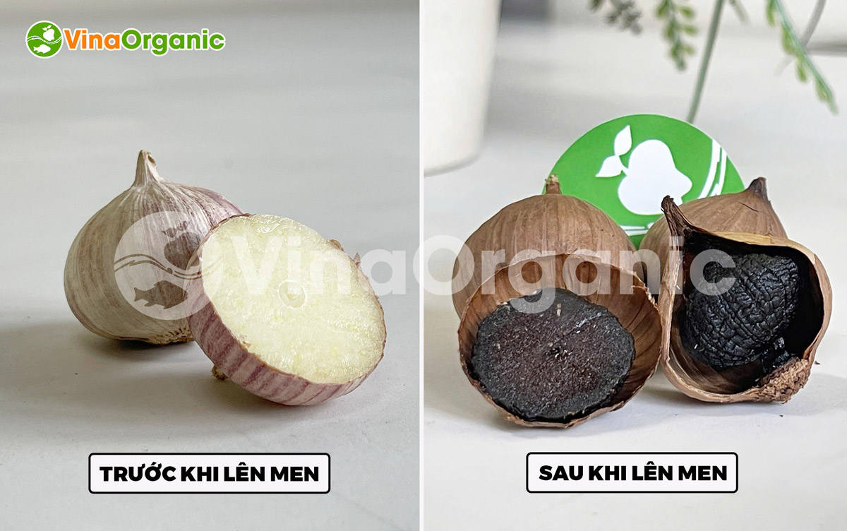 VinaOrganic cung cấp máy thiết bị và chuyển giao công nghệ tỏi đen chất lượng cao, tốt cho sức khỏe. Liên hệ Hotline/Zalo 0938299798 - 0975299798.