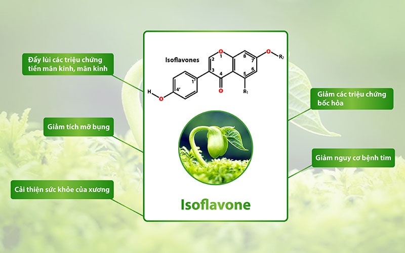 Lợi ích của Isoflavone, estrogen