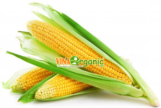 bap-ngo-corn-vinaorganic