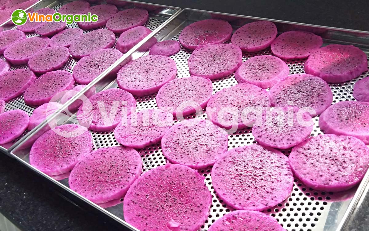 VinaOrganic chuyển giao công nghệ thanh long sấy dẻo màu đẹp, dẻo dai, chất lượng. Hotline liên hệ tư vấn: 0938299798 - 0975299798