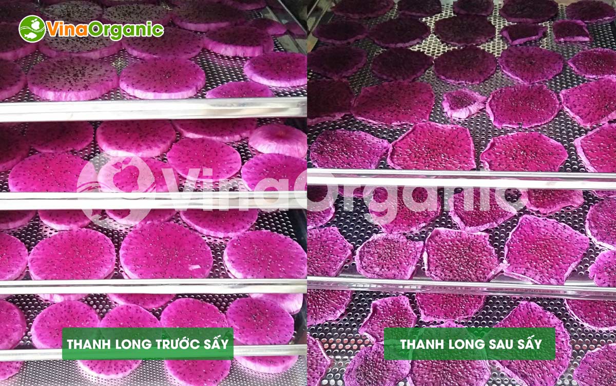 VinaOrganic chuyển giao công nghệ thanh long sấy dẻo màu đẹp, dẻo dai, chất lượng. Hotline liên hệ tư vấn: 0938299798 - 0975299798