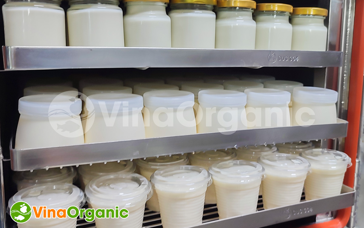 Sản phẩm sữa chua ủ đều, đẹp, đa dạng loại bao bì, hũ nhựa, hũ thuỷ tinh, hộp nhựa đều được
