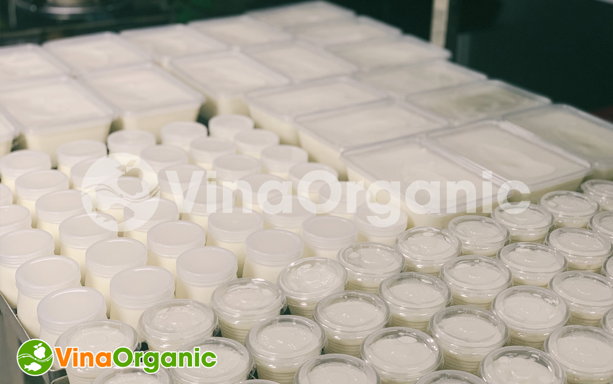 Sản phẩm sữa chua ủ đều, đẹp, đa dạng loại bao bì, hũ nhựa, hũ thuỷ tinh, hộp nhựa đều được