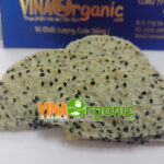 thanh long say gion vinaorganic (2)