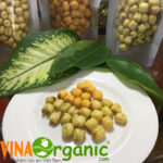 hat sen tam gia vi vinaorganic