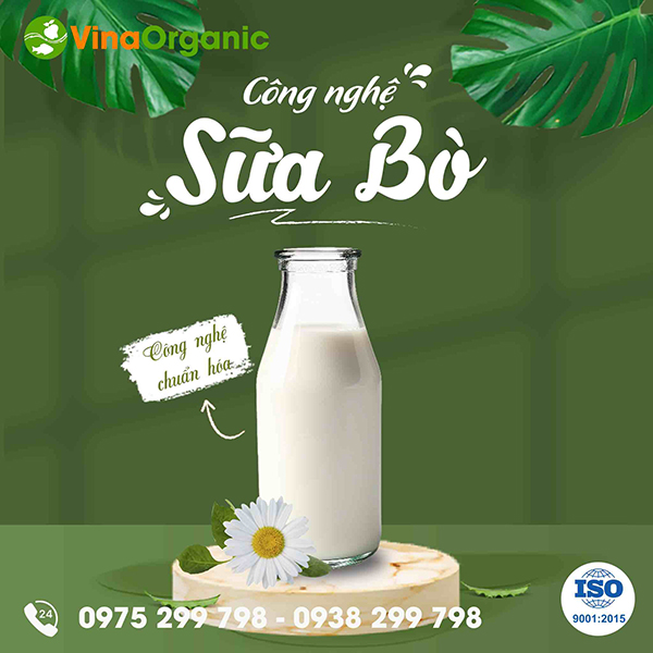 Chuyển giao công nghệ sữa bò tươi thanh trùng đóng chai chất lượng cao