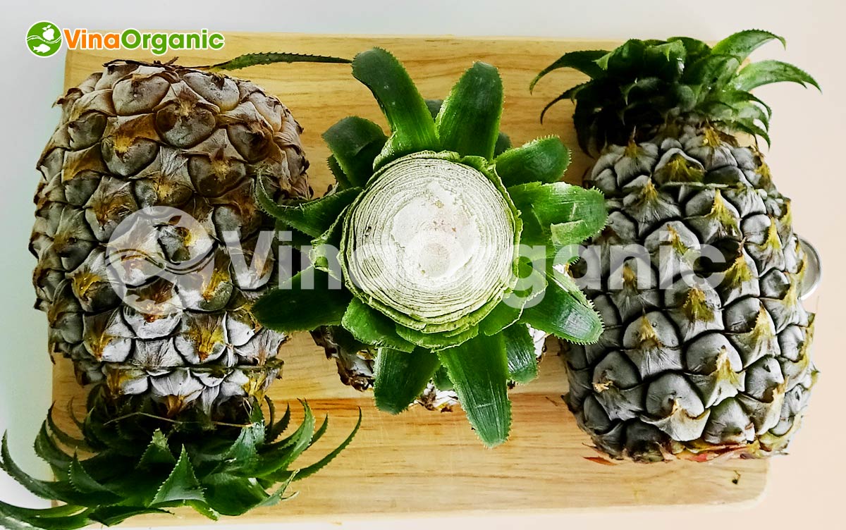 VinaOrganic chuyển giao công nghệ Kem trái thơm hương vị độc đáo, thanh mát. Liên hệ ngay Hotline Zalo 0938299798 – 0975299798.