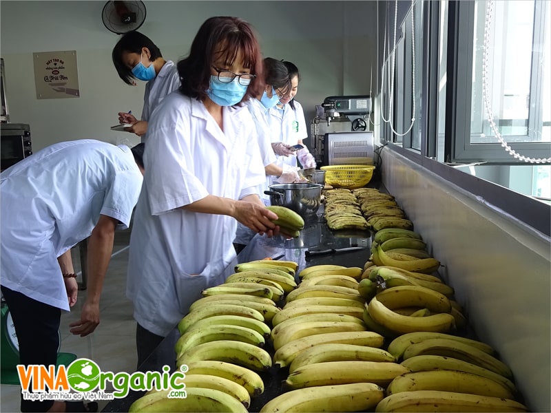 VinaOrganic chuyển giao công nghệ và máy móc thiết bị sản xuất chuối sấy dẻo. Hotline tư vấn 0938299798 0975299798 0948299798