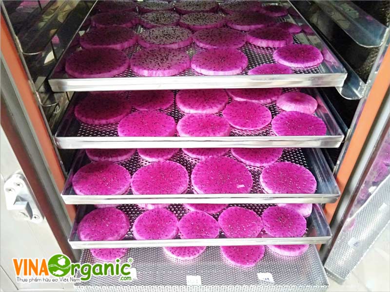 VinaOrganic chuyển giao công nghệ và máy thiết bị sản xuất thanh long sấy dẻo. Hotline 0938299798 - 0975299798 - 0948299798 - 0766299798