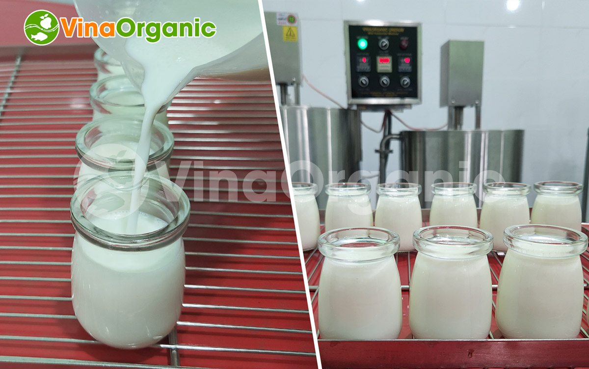 VinaOrganic xin giới thiệu đến các bạn dây chuyền sản xuất sữa chua dê - một sản phẩm khá mới lạ hứa hẹn mang đến nhiều hiệu quả khi đầu tư