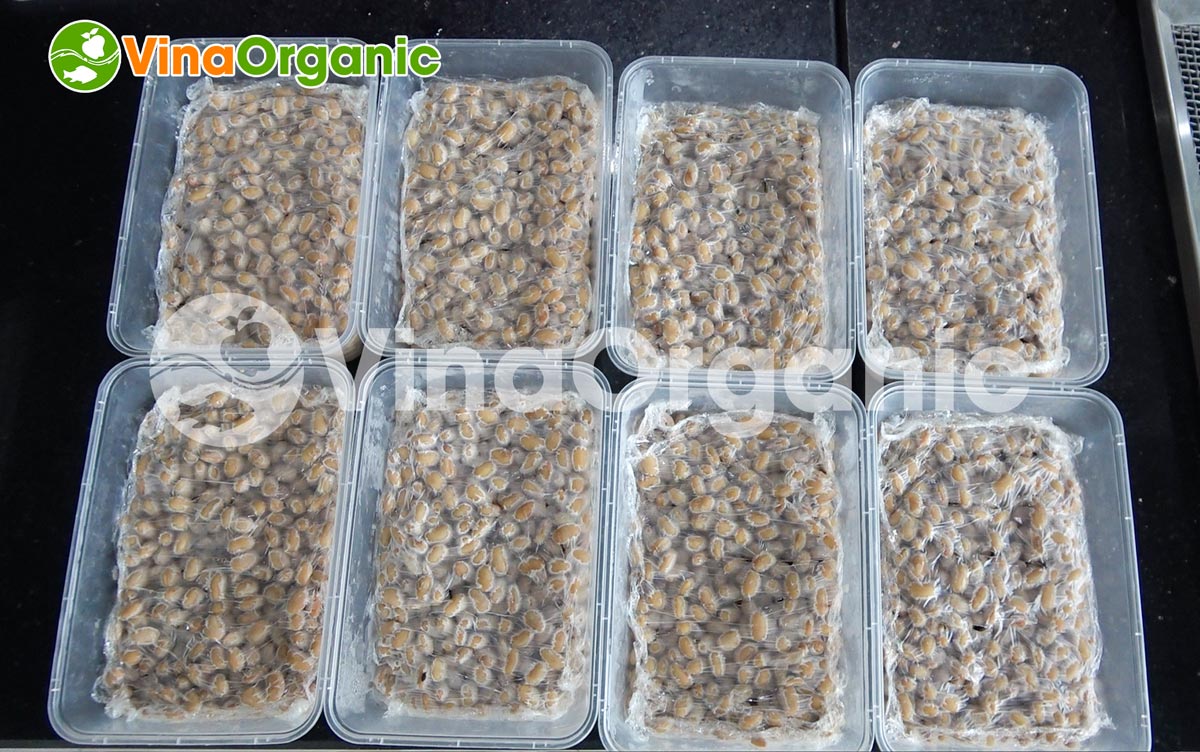 Máy ủ lên men natto 6 khay NATTO0644, inox 304, lên men hiệu quả, chất lượng, tiết kiệm điện... Hotline/Zalo: 0938299798 – 0975299798