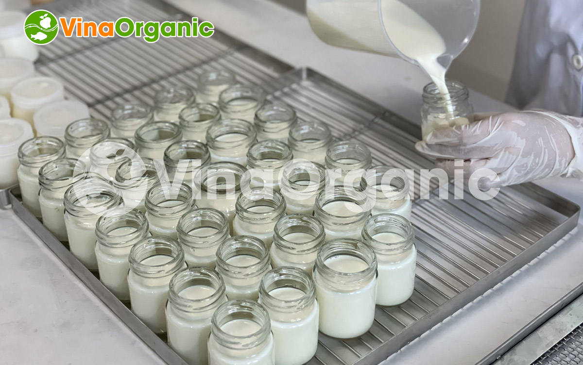 Trong bài viết này, VinaOrganic sẽ hướng dẫn cho các bạn cách làm sữa chua số lượng lớn cực đơn giản ngay tại nhà chỉ với vài bước đơn giản.