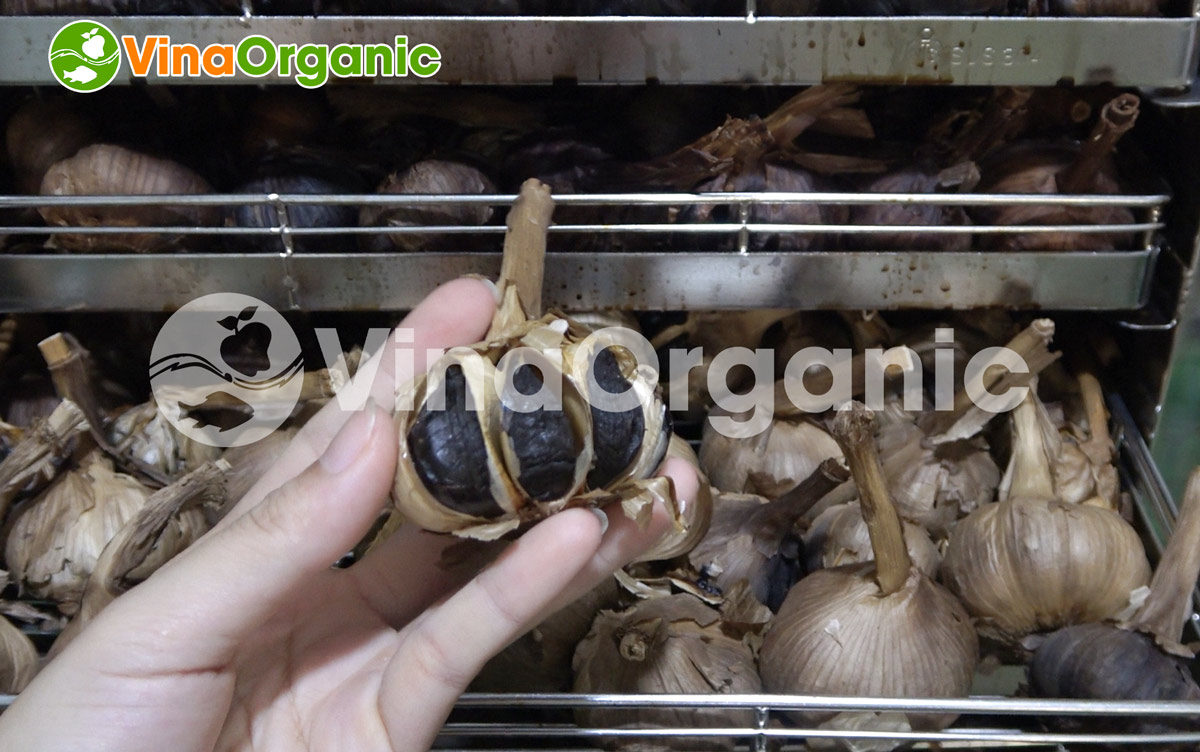 VinaOrganic cung cấp máy thiết bị và chuyển giao công nghệ tỏi đen chất lượng cao, tốt cho sức khỏe. Liên hệ Hotline/Zalo 0938299798 - 0975299798.