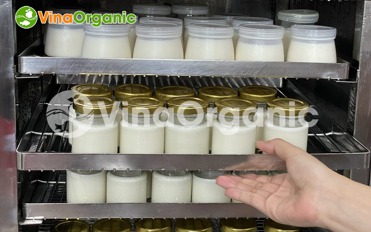 Trong bài viết này, VinaOrganic sẽ hướng dẫn cho các bạn cách làm sữa chua số lượng lớn cực đơn giản ngay tại nhà chỉ với vài bước đơn giản.