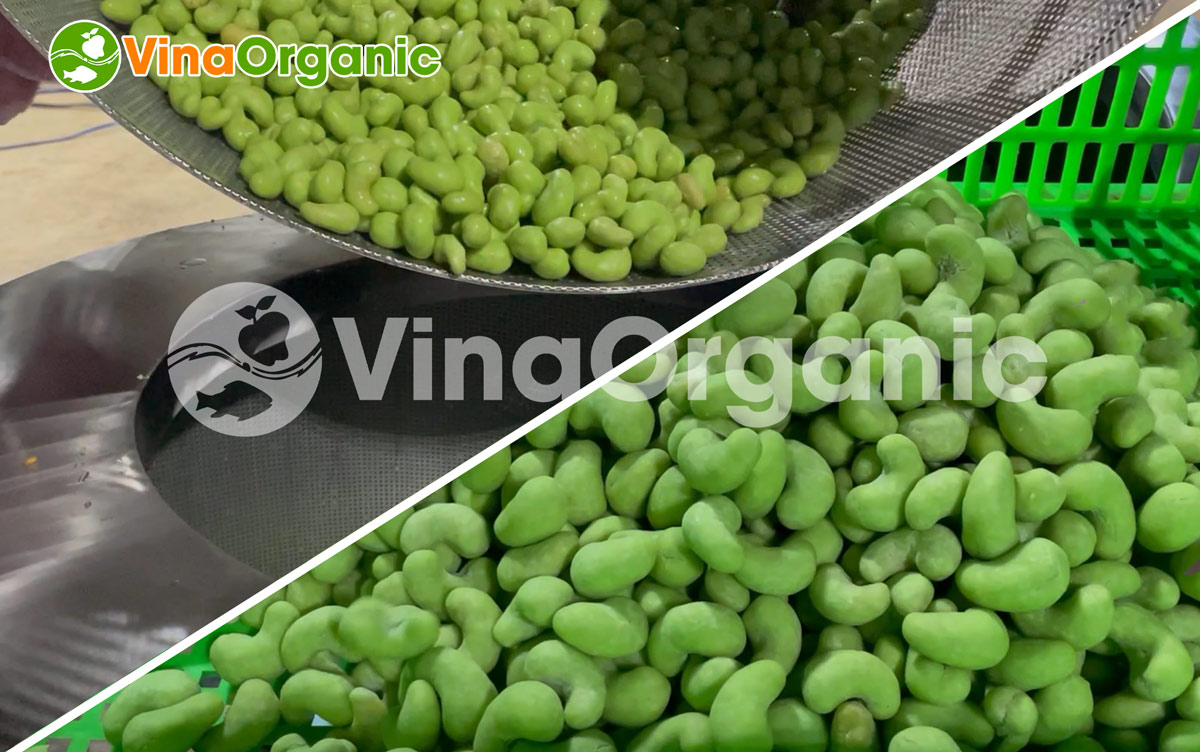 VinaOrganic chuyên lắp đặt và chuyển giao công nghệ hạt điều wasabi.Liên hệ Hotline/Zalo: 0975.299798 – 0938.299798 để được tư vấn!