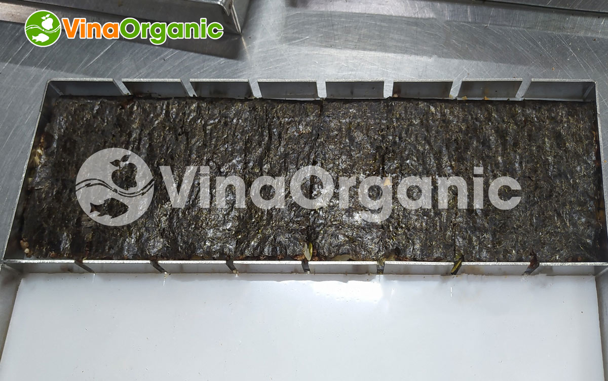 VinaOrganic bàn giao, lắp đặt và hướng dẫn sử dụng dây chuyền Thanh rong biển kẹp hạt. Liên hệ 0975.299798 – 0938.299798 để được tư vấn!