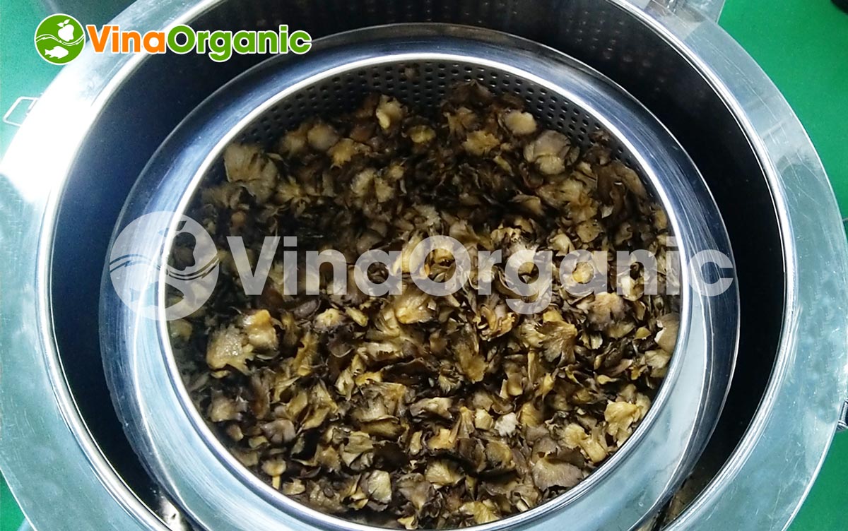 VinaOrganic chuyển giao công nghệ và máy thiết bị chiên chân không, sản xuất snack nấm bào ngư. Hotline 0938299798 – 0975299798.