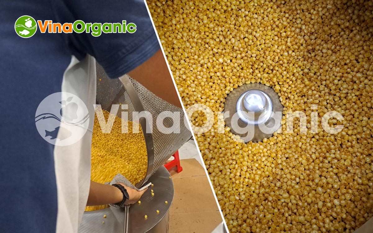 VinaOrganic chuyển giao công nghệ Ngô nếp tươi sấy (chiên chân không) mới. Liên hệ hotline 0938299798 - 0975299798 - 0948299798 để được tư vấn!!