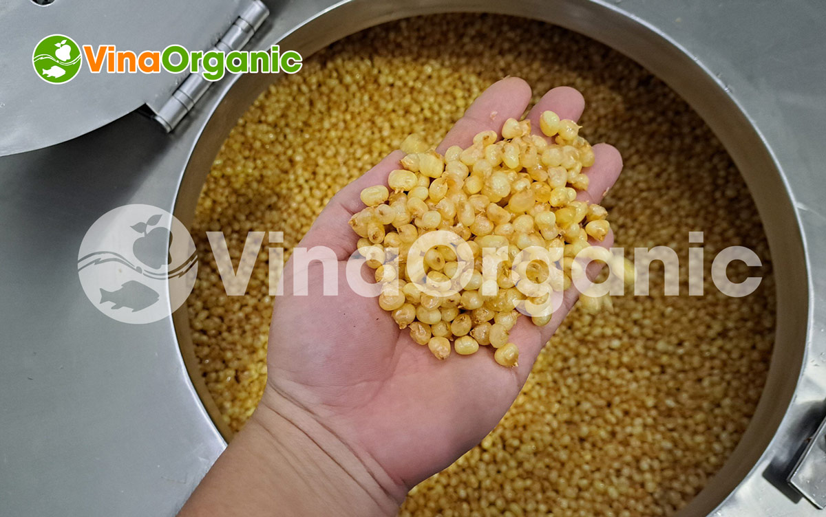 VinaOrganic chuyển giao công nghệ Ngô nếp tươi sấy (chiên chân không) mới. Liên hệ hotline 0938299798 - 0975299798 - 0948299798 để được tư vấn!!