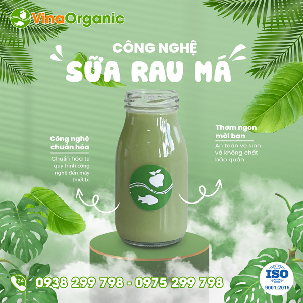 Chuyển giao công nghệ sữa rau má mix thanh nhiệt, đẹp da