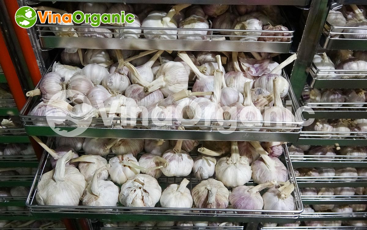 VinaOrganic cung cấp bí quyết và máy thiết bị làm tỏi đen mềm, dẻo và thơm ngon đặc trưng. Liên hệ Hotline: 0975.299798 - 0938.299798