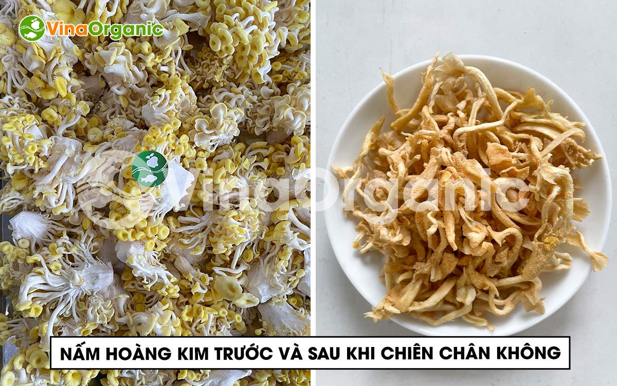 VinaOrganic chuyển giao công nghệ và máy thiết bị chiên chân không, sản xuất nấm hoàng kim sấy giòn siêu ngon. Liên hệ Hotline 0975299798 - 0938299798.