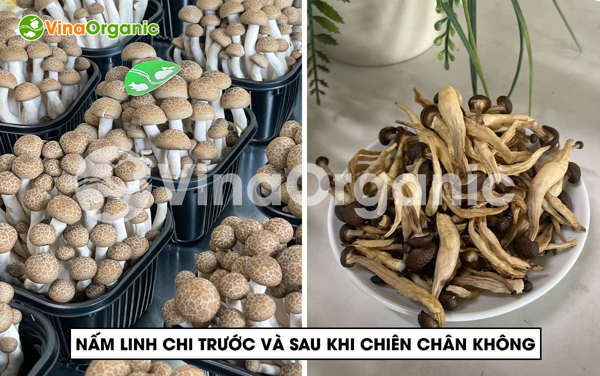 VinaOrganic chuyển giao công nghệ và máy thiết bị chiên chân không, sản xuất nấm linh chi sấy giòn thơm ngon. Liên hệ Hotline 0975299798 - 0938299798.