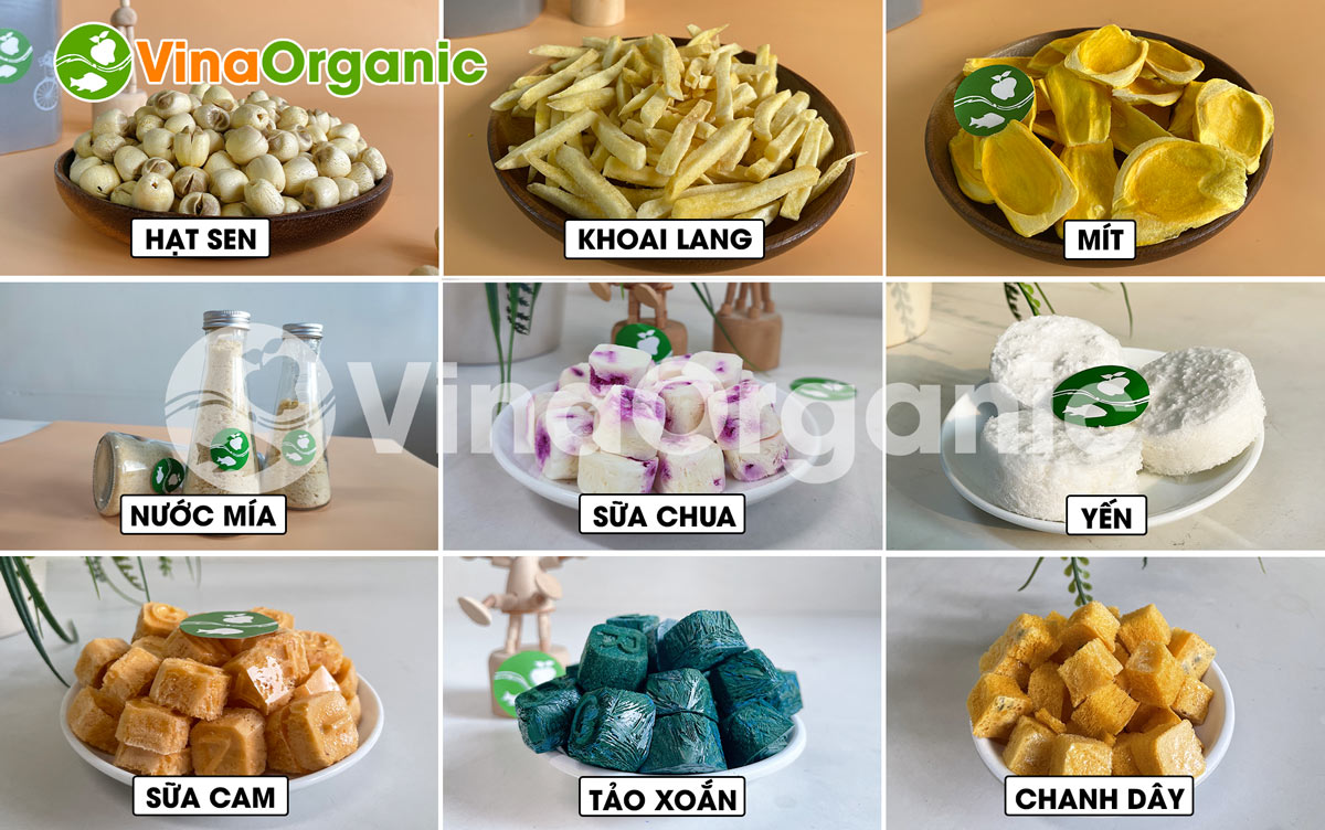 STH100 - Máy sấy thăng hoa của 100kg, sấy thăng hoa sữa chua, trái cây, dược liệu chất lượng cao. Hotline/Zalo: 0975299798 – 0938299798.