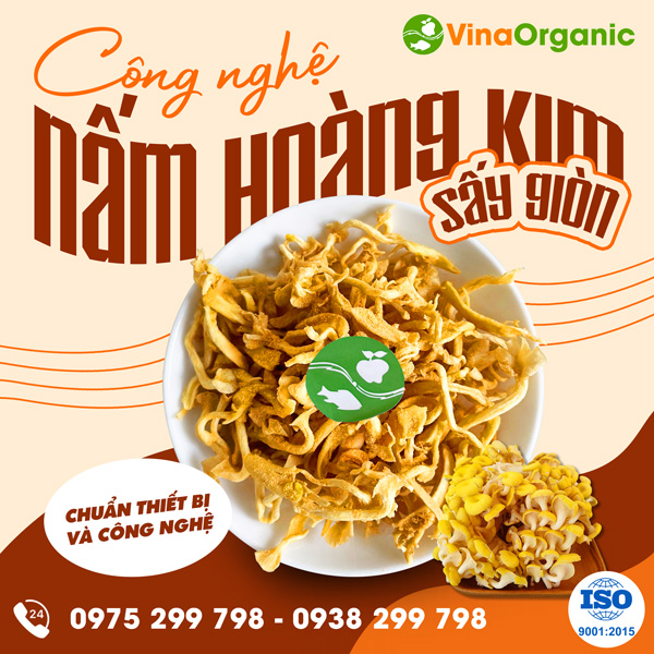 Chuyển giao công nghệ nấm hoàng kim sấy giòn siêu ngon, hấp dẫn