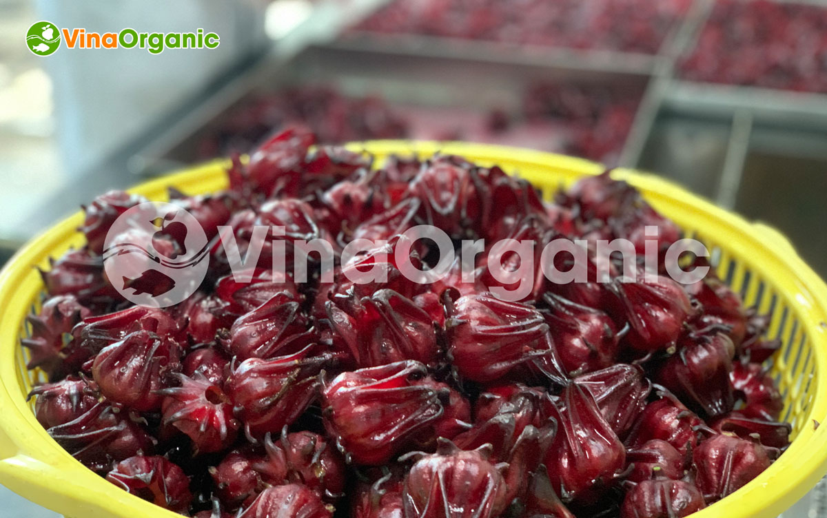VinaOrganic cung cấp máy thiết bị và chuyển giao công nghệ atiso dây sấy dẻo thơm ngon. Liên hệ Hotline/Zalo 0938299798 - 0975299798.