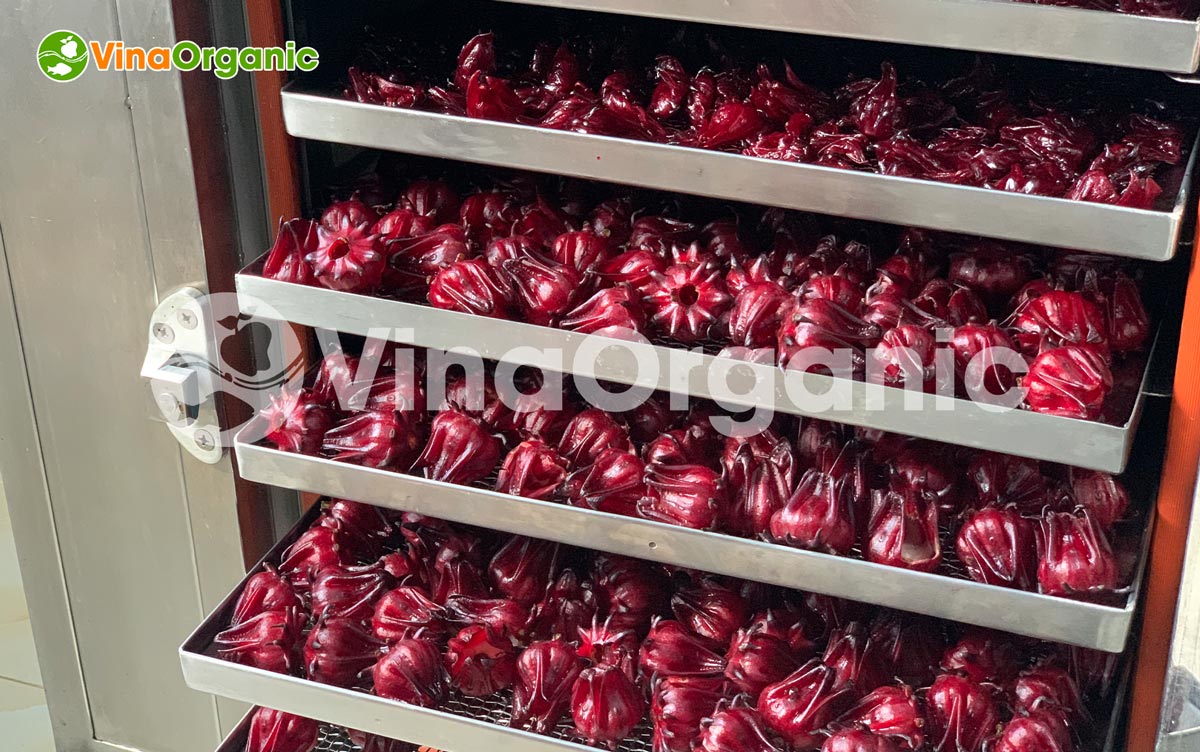 VinaOrganic cung cấp máy thiết bị và chuyển giao công nghệ atiso dây sấy dẻo thơm ngon. Liên hệ Hotline/Zalo 0938299798 - 0975299798.