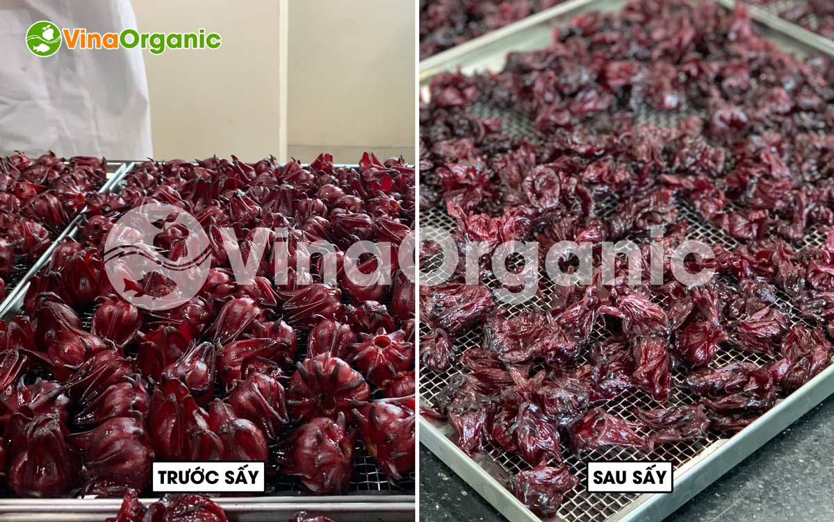 VinaOrganic cung cấp máy thiết bị và chuyển giao công nghệ atiso dây sấy dẻo thơm ngon. Liên hệ Hotline/Zalo 0938299798 - 0975299798.