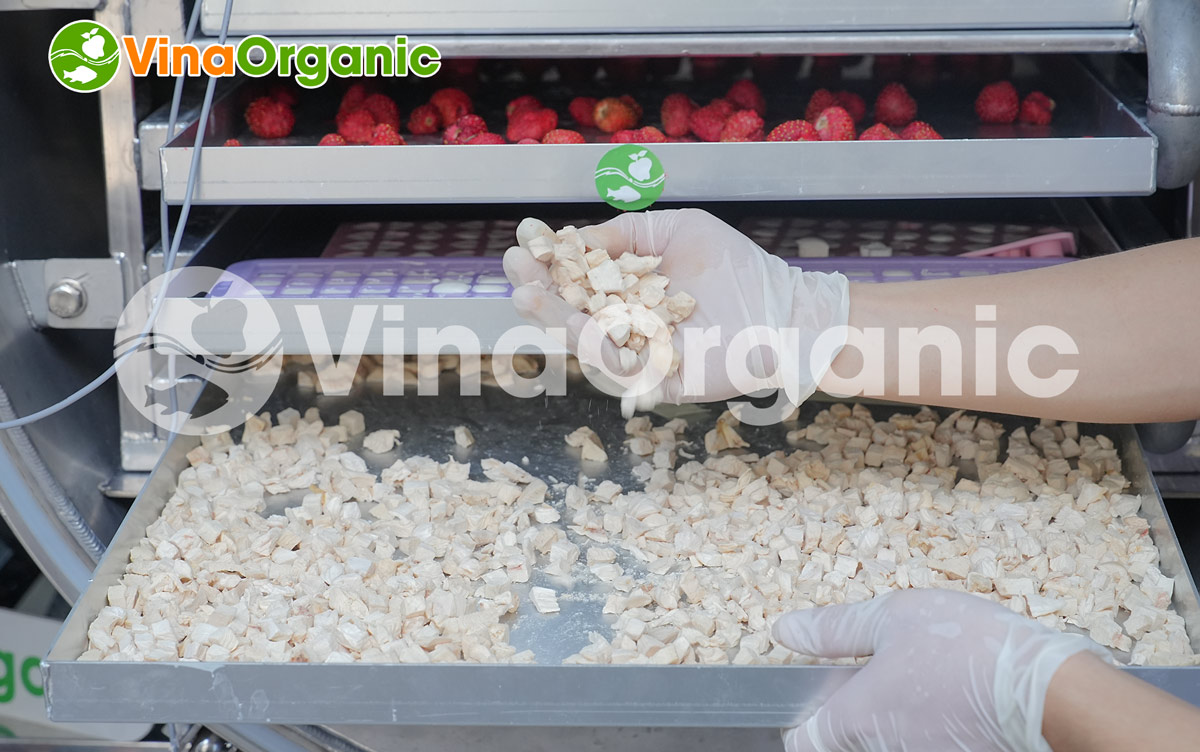 Máy sấy thăng hoa của 30kg model STH030, sấy thăng hoa các sản phẩm: nông sản, thủy sản, sữa chua, thảo dược... Hotline/Zalo: 0975299798 – 0938299798.