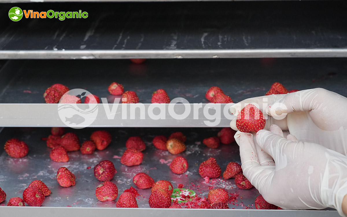Cấu tạo máy bao gồm các bộ phận chính sau: bảng điều khiển, buồng sấy, khay sấy, cửa buồng sấy, bình ngưng, bơm chân không, màn hình điều khiển, hệ thống cấp đông, bánh xe chịu lực,…
