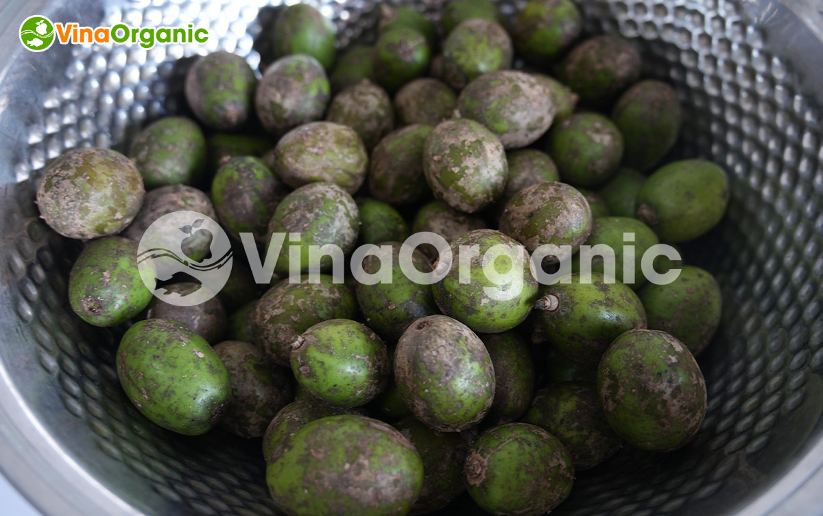 VinaOrganic chuyển giao công nghệ và máy sản xuất Cóc bao tử sấy dẻo chua ngọt cay hài hoà. Liên hệ ngay Hotline Zalo 0938299798 – 0975299798.