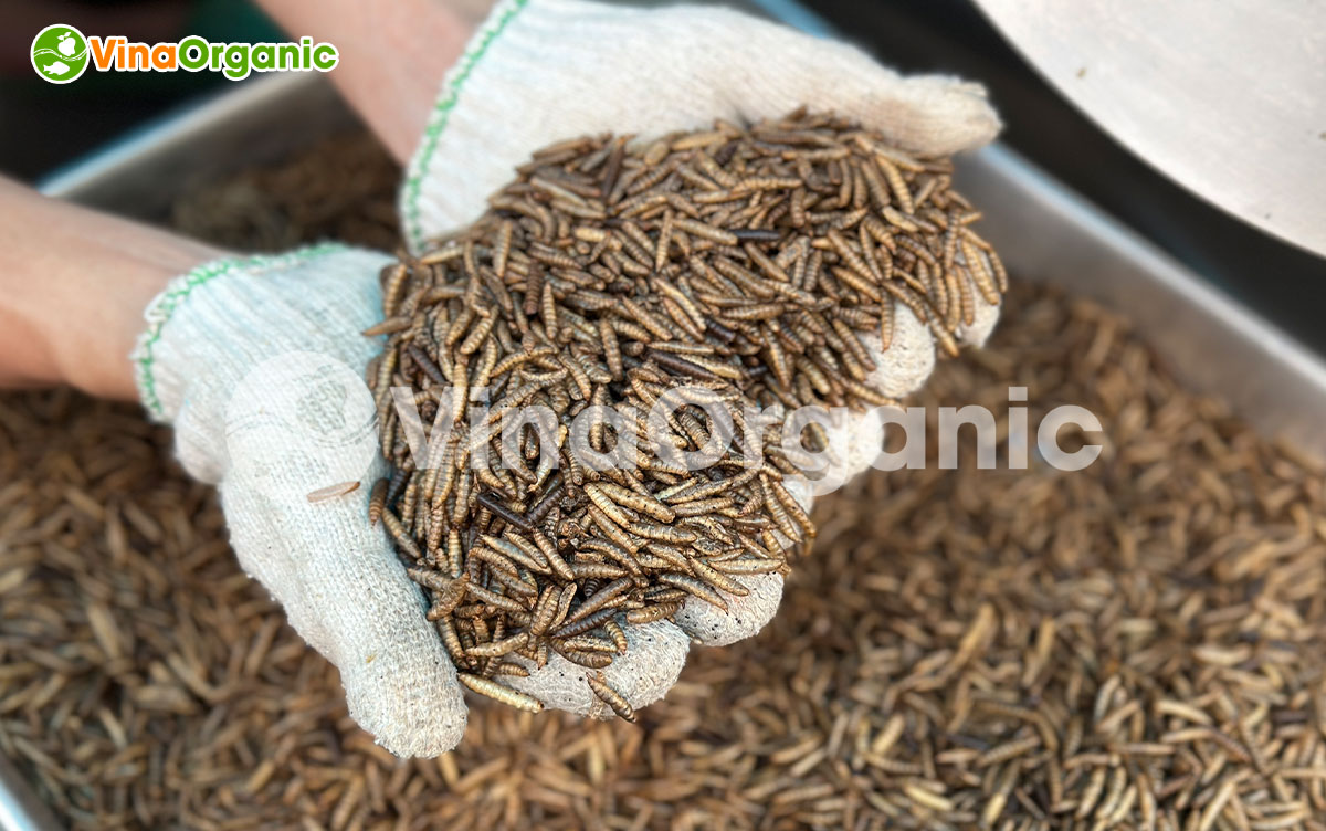 VinaOrganic chuyển giao công nghệ và máy thiết bị rang sâu canxi giòn xốp, căng phồng. Gọi ngay hotline 0938299798 - 0975299798