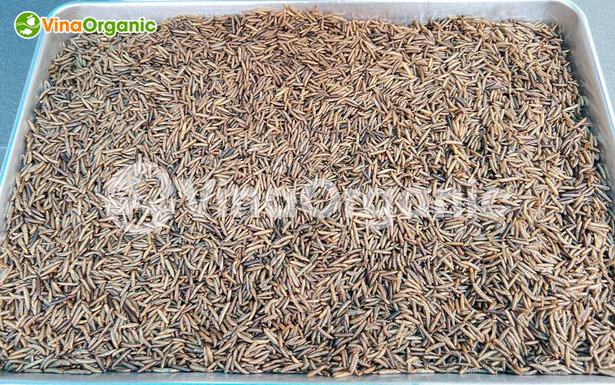 VinaOrganic chuyển giao công nghệ và máy thiết bị rang sâu canxi giòn xốp, căng phồng. Gọi ngay hotline 0938299798 - 0975299798