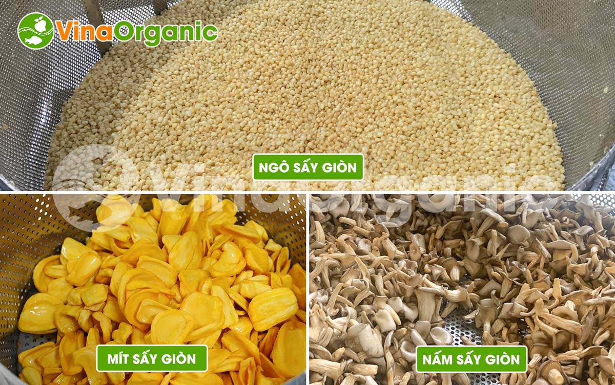 Máy chiên chân không 3kg của VinaOrganic là giải pháp lý tưởng cho các cơ sở sản xuất quy mô nhỏ hoặc các doanh nghiệp muốn thử nghiệm sản phẩm chiên chân không. Với công suất mẻ 3kg, máy giúp sản xuất ra các sản phẩm giòn tan, giữ trọn hương vị và dinh dưỡng tự nhiên của nguyên liệu nhờ công nghệ chiên trong môi trường chân không.