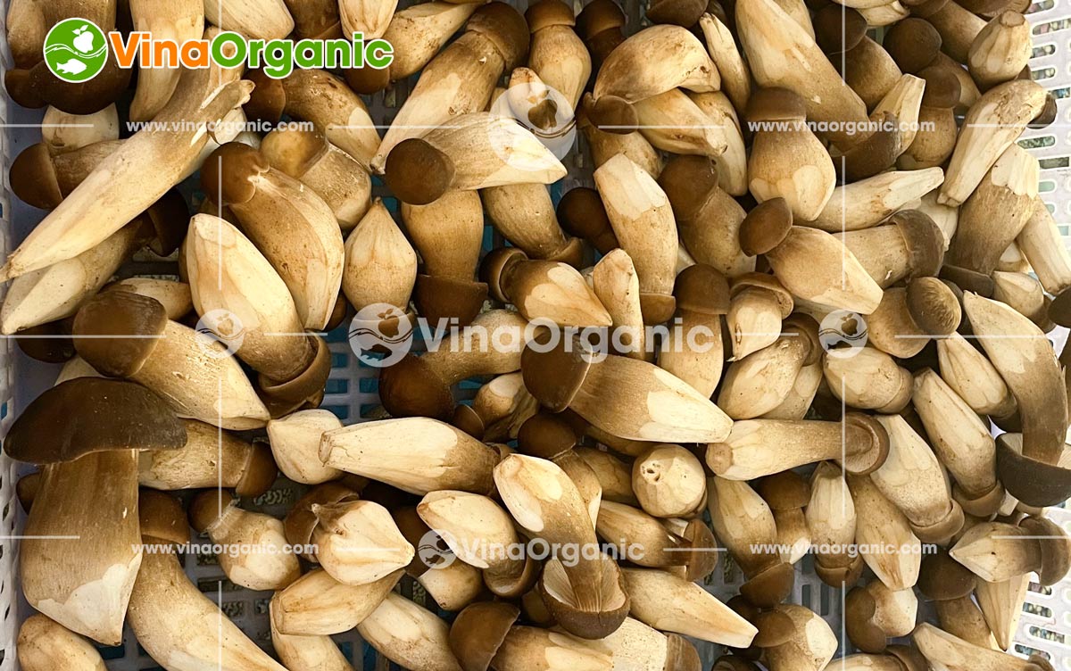Snack nấm mối, một hương vị độc đáo từ thiên nhiên, đang dần khẳng định vị thế trên thị trường. Nhận thấy tiềm năng to lớn đó tại An Giang