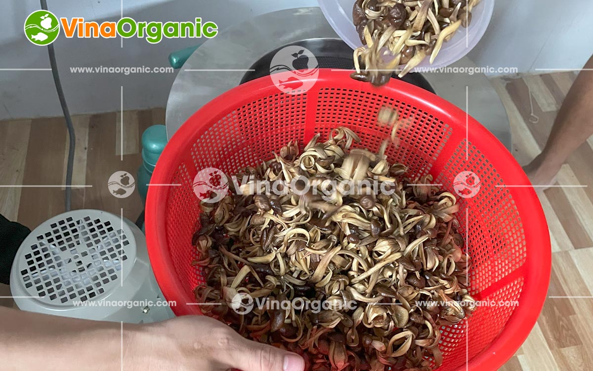 Snack nấm mối, một hương vị độc đáo từ thiên nhiên, đang dần khẳng định vị thế trên thị trường. Nhận thấy tiềm năng to lớn đó tại An Giang