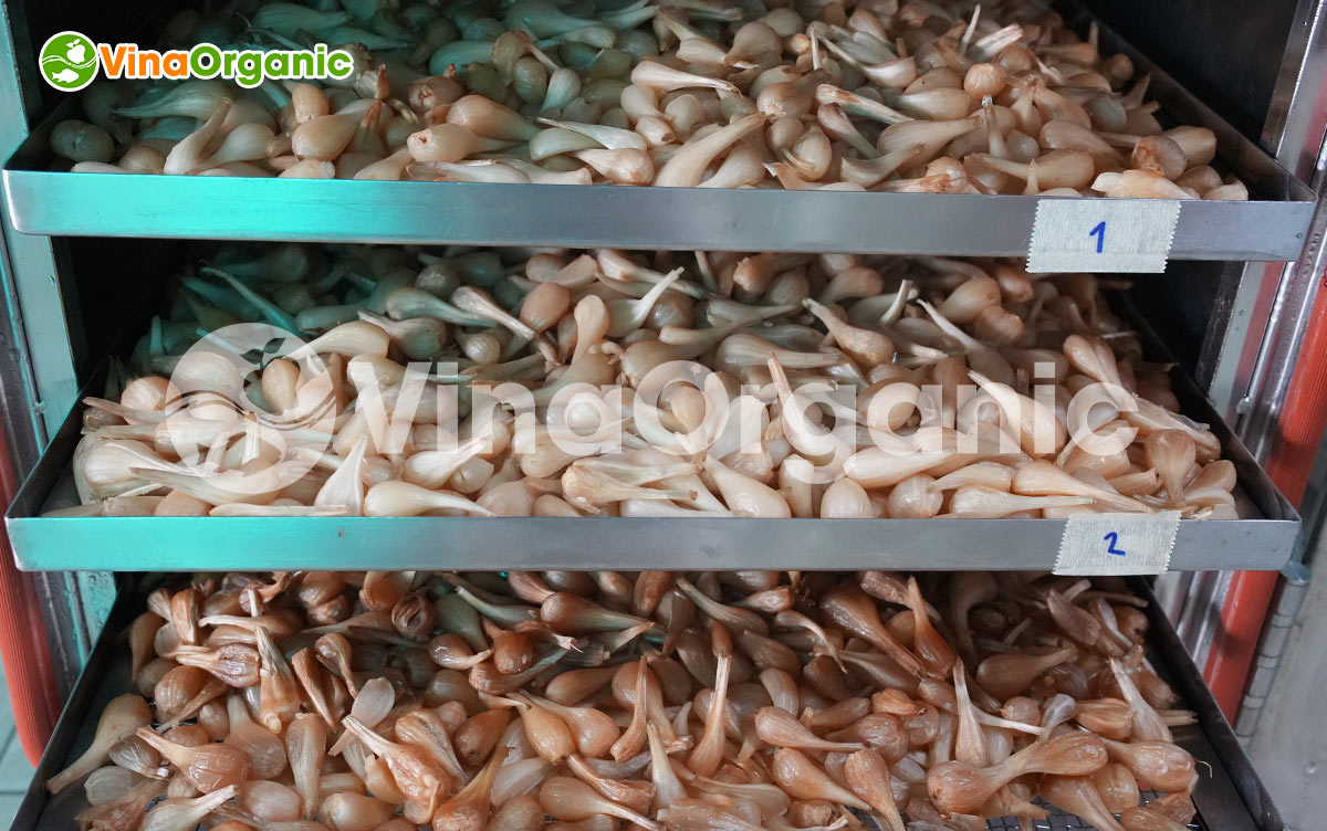 VinaOrganic cung cấp máy thiết bị và chuyển giao công nghệ củ kiệu lên men chất lượng cao, tốt cho sức khỏe. Liên hệ Hotline/Zalo 0938299798 - 0975299798.