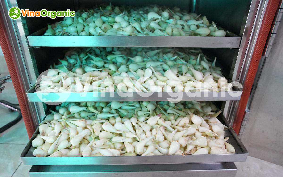 VinaOrganic cung cấp máy thiết bị và chuyển giao công nghệ củ kiệu lên men chất lượng cao, tốt cho sức khỏe. Liên hệ Hotline/Zalo 0938299798 - 0975299798.