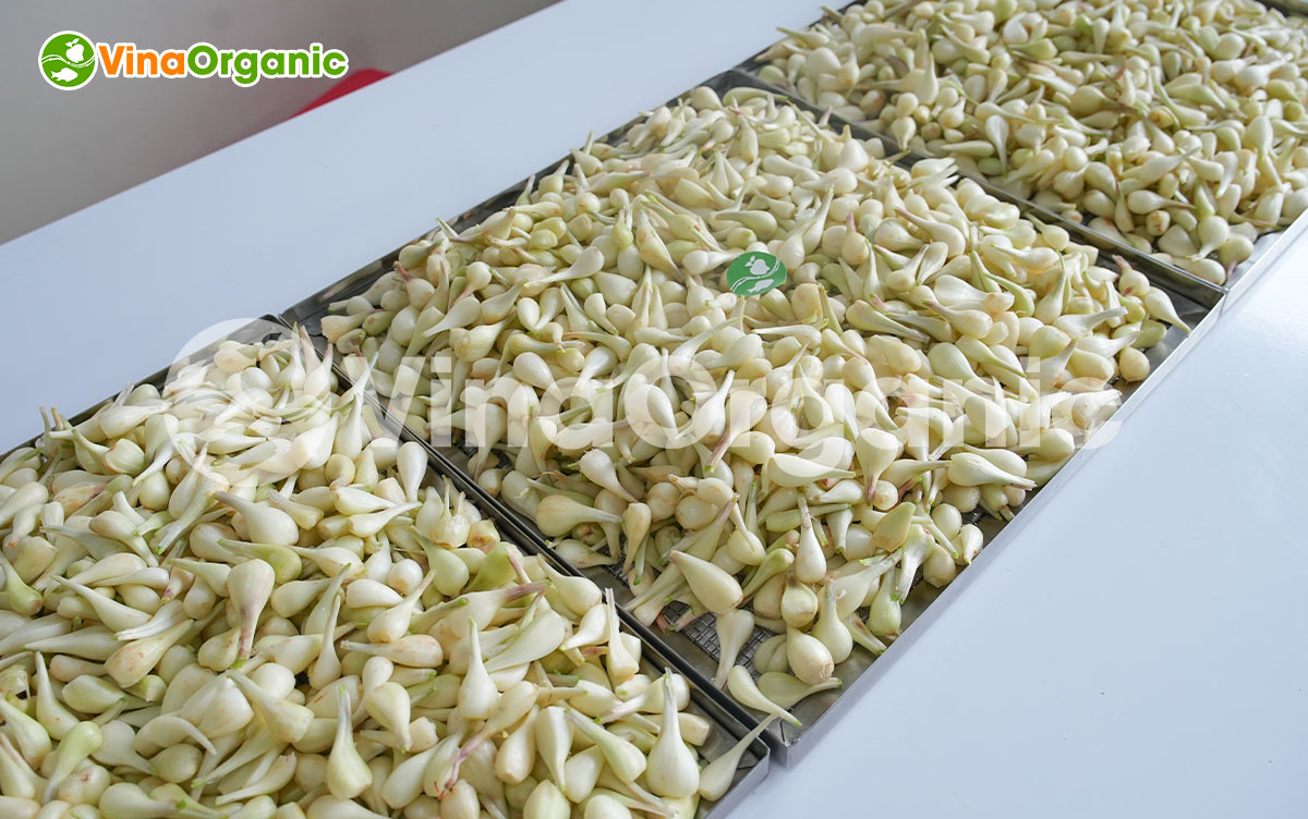 VinaOrganic cung cấp máy thiết bị và chuyển giao công nghệ củ kiệu lên men chất lượng cao, tốt cho sức khỏe. Liên hệ Hotline/Zalo 0938299798 - 0975299798.