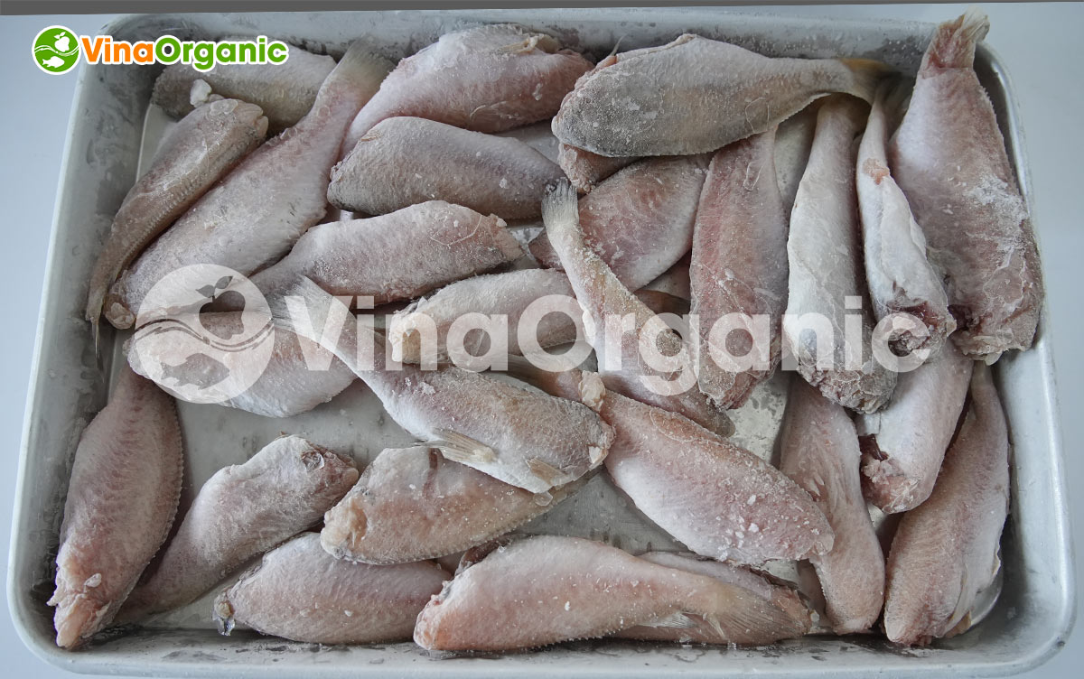 VinaOrganic chuyển giao công nghệ và máy sản xuất snack cá đù giòn rụm, thơm ngon. Gọi ngay hotline 0975299798 - 0938299798.