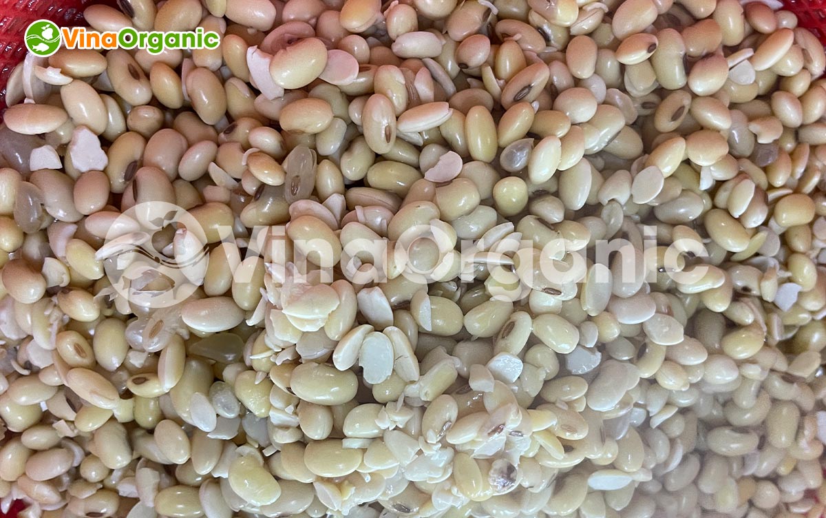 VinaOrganic chuyển giao công nghệ và máy sản xuất Tempeh từ nguyên liệu đậu hạt lên men, giàu dinh dưỡng. Liên hệ ngay Hotline Zalo 0975299798 - 0938299798.