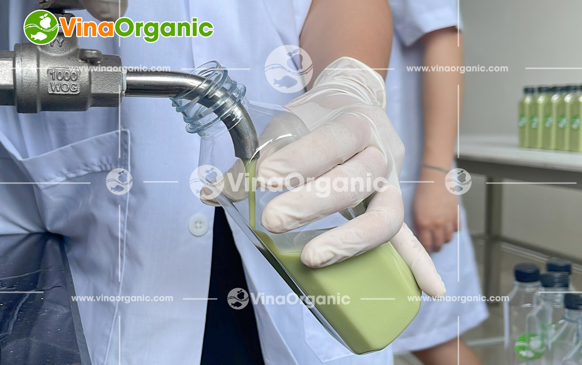 VinaOrganic chuyển giao công nghệ và máy sản xuất sữa đậu xanh thanh trùng giữ nguyên dinh dưỡng. Liên hệ ngay Hotline/Zalo 0938299798 – 0975299798.