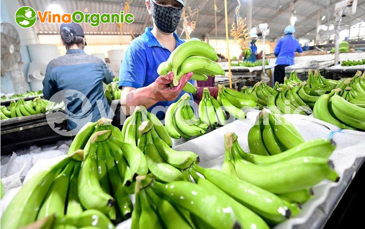 Bạn đang ấp ủ ý tưởng kinh doanh chuối sấy giòn? Bạn lo lắng về quy trình sản xuất phức tạp hay khó khăn trong việc đảm bảo chất lượng?